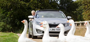 Swans in front of car