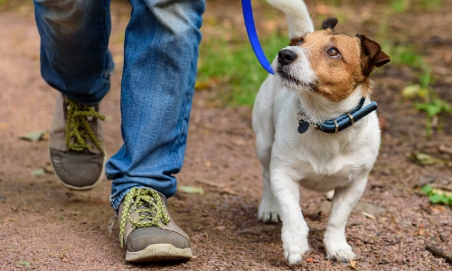 A Jack Russell terrier walks alongside his human