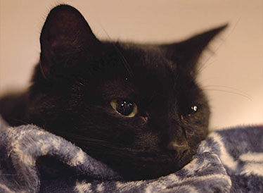A black cat lying on a blanket
