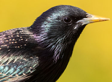 A close up image of a starling.
